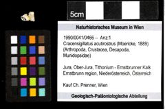 Foto (Objekt + Etiketten) von Cracensigillatus acutirostrus (Moericke, 1889) 